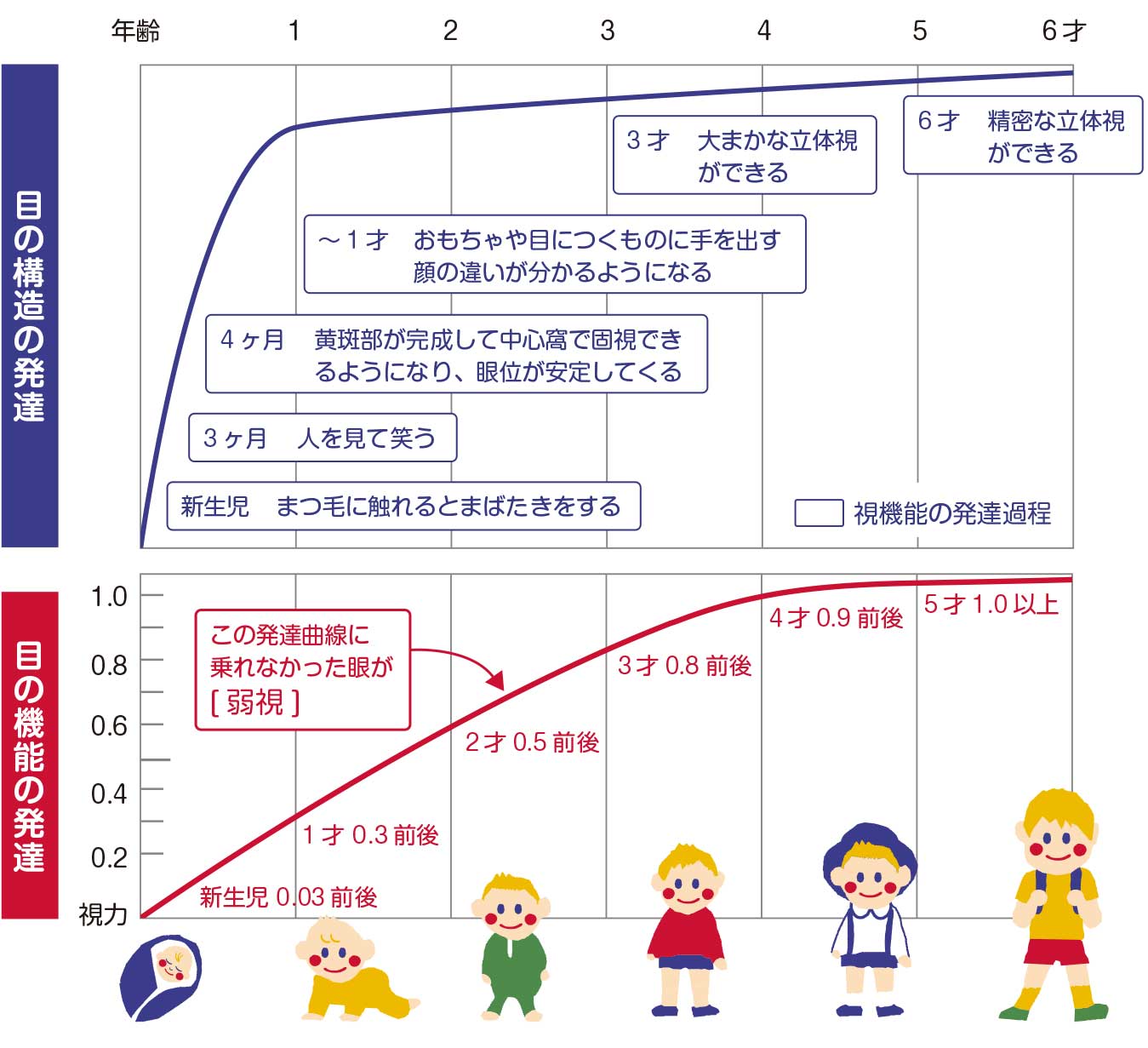 視機能の発達について（こども）